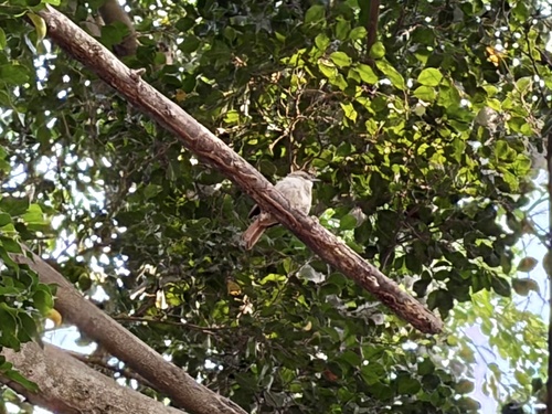 Rufous-tailed Palm Thrush (Cichladusa ruficauda), photo 9