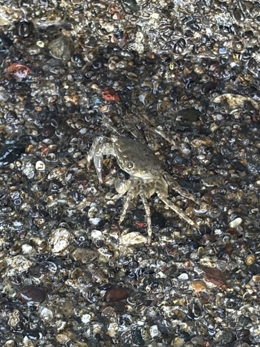 Marbled Crab