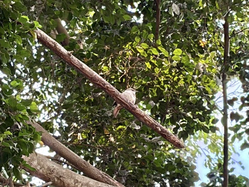 Rufous-tailed Palm Thrush (Cichladusa ruficauda), photo 8