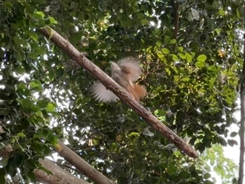 Rufous-tailed Palm Thrush (Cichladusa ruficauda), photo 7