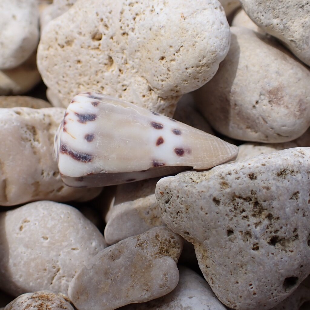 Weasel cone