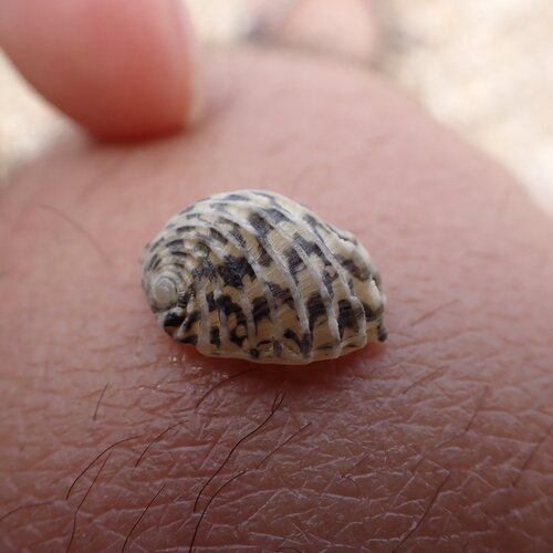 Nerita exuvia, 2026-07-08