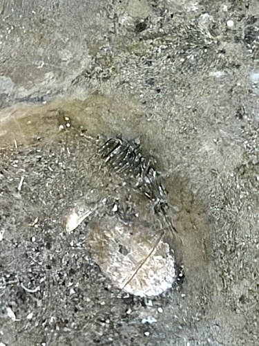 Rockpool Prawn