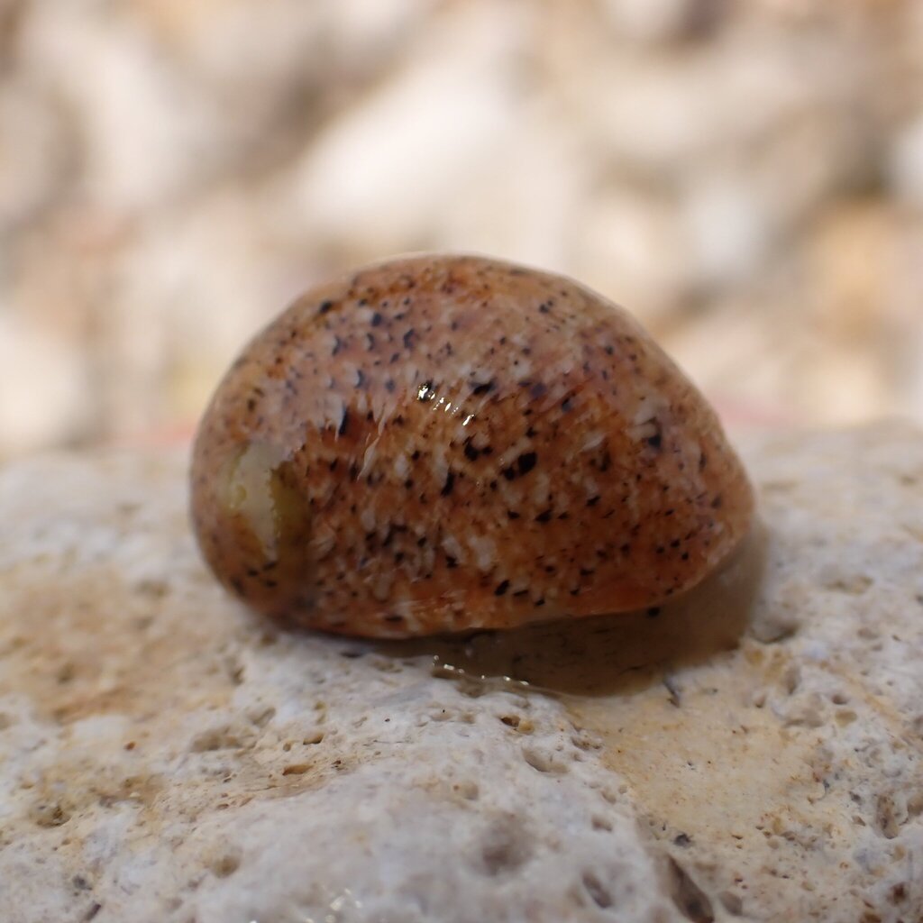Nerita litterata