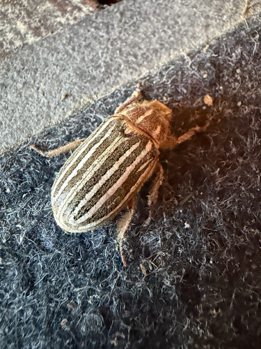 iNaturalist observation photo of Ten-lined June Beetle