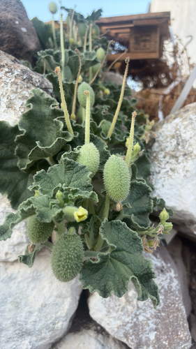 squirting cucumber