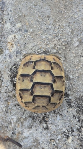 Greek Tortoise