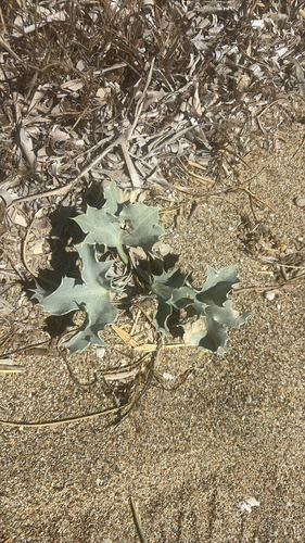 Sea Holly