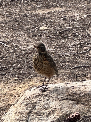 iNaturalist observation photo of American Robin