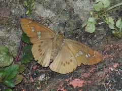 Seseria formosana