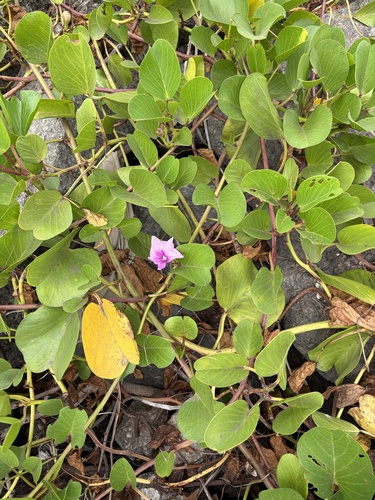 Beach Morning Glory