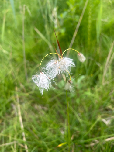 Broad-leaved Cottongrass
