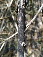Trimmatostroma salicis