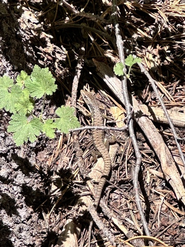 iNaturalist observation photo of Northern Alligator Lizard