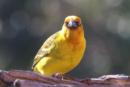 Cape Weaver