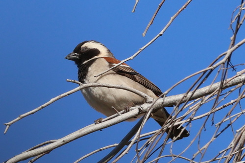 Common Cape Sparrow