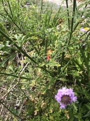 Glandularia lilacina