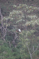 Pseudastur albicollis