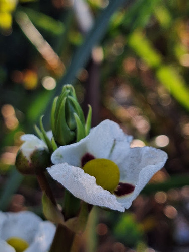 Sagittaria montevidensis, photograph 5