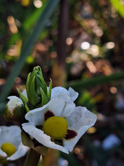 Sagittaria montevidensis, photograph Rocío Esmeralda Pose, CC BY, iNaturalist via GBIF