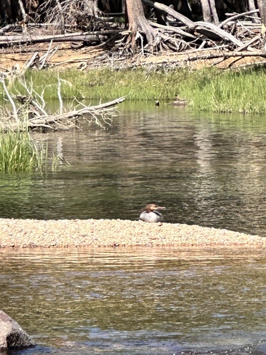 iNaturalist observation photo of Common Merganser