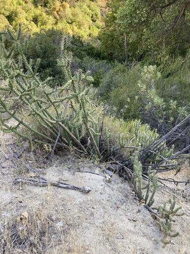 Cylindropuntia bernardina