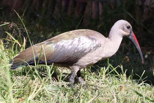 Southern Hadada Ibis