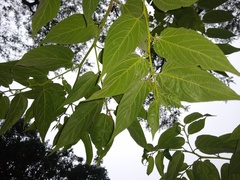 Trema micrantha