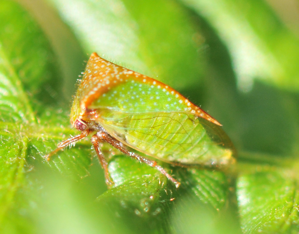 Buffalo Treehoppers and allies
