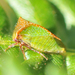 Buffalo Treehoppers - Photo (c) Denis Doucet, some rights reserved (CC BY-NC), uploaded by Denis Doucet