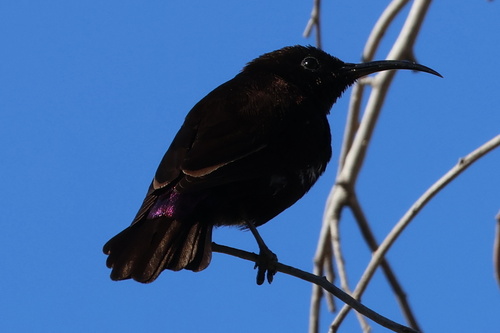 Southern Amethyst Sunbird