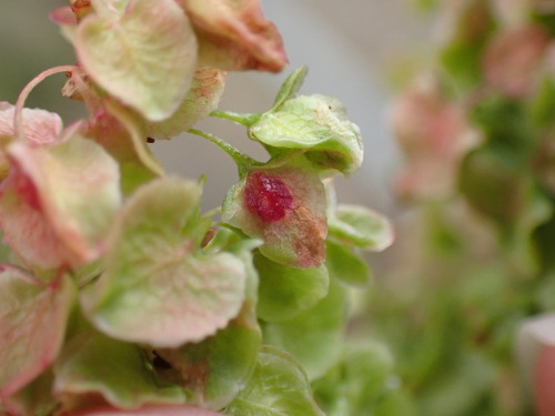Gall midge