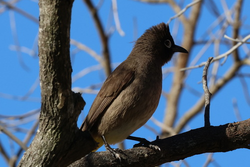 Cape Bulbul