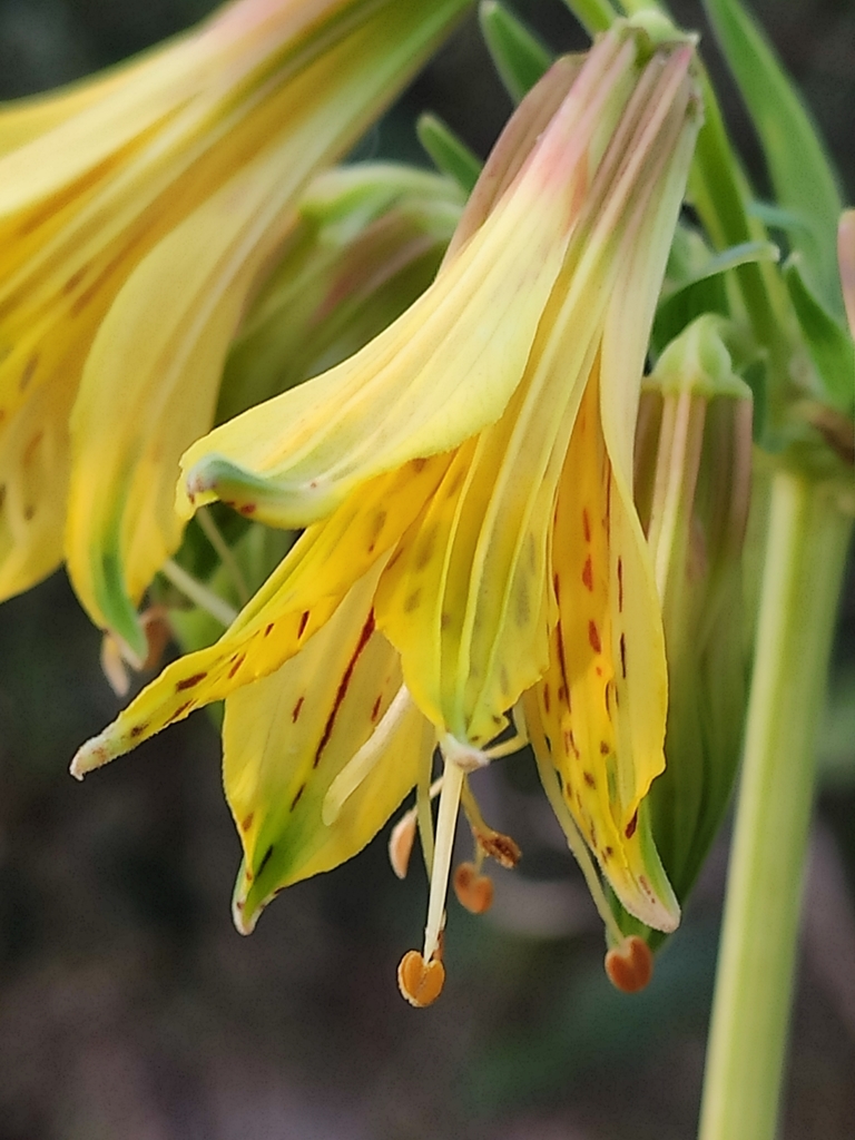 Alstroemeria stenopetala