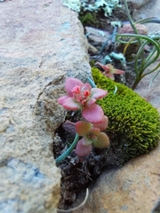 Crassula strigosa