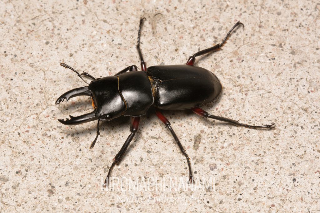 Dorcus rubrofemoratus