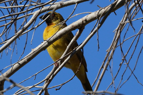 Large Southern Masked Weaver