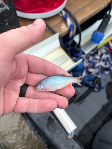 Red Shiner