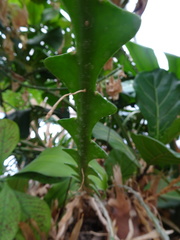 Selenicereus anthonyanus