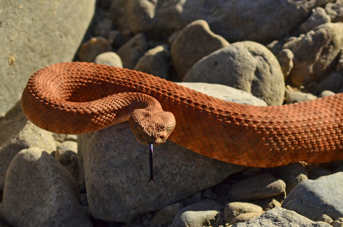 Southwestern Speckled Rattlesnake, Ensenada, Baja California, Mexico, photo 7 of 10
