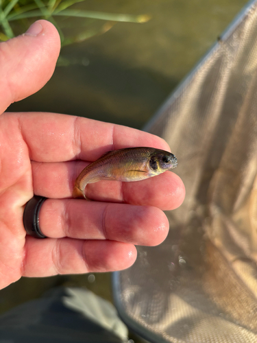 Fathead Minnow