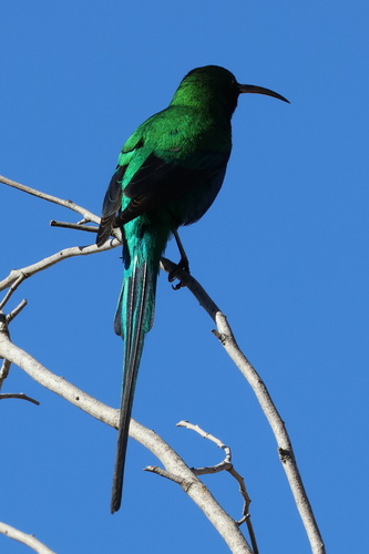 Southern Malachite Sunbird