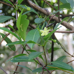 Gymnanthera oblonga