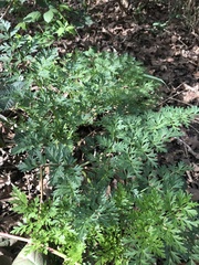 Ligusticum