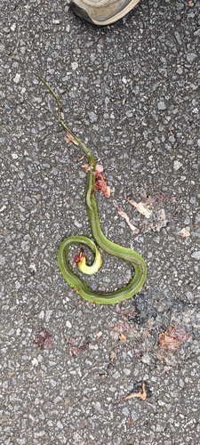 Chinese Green Snake