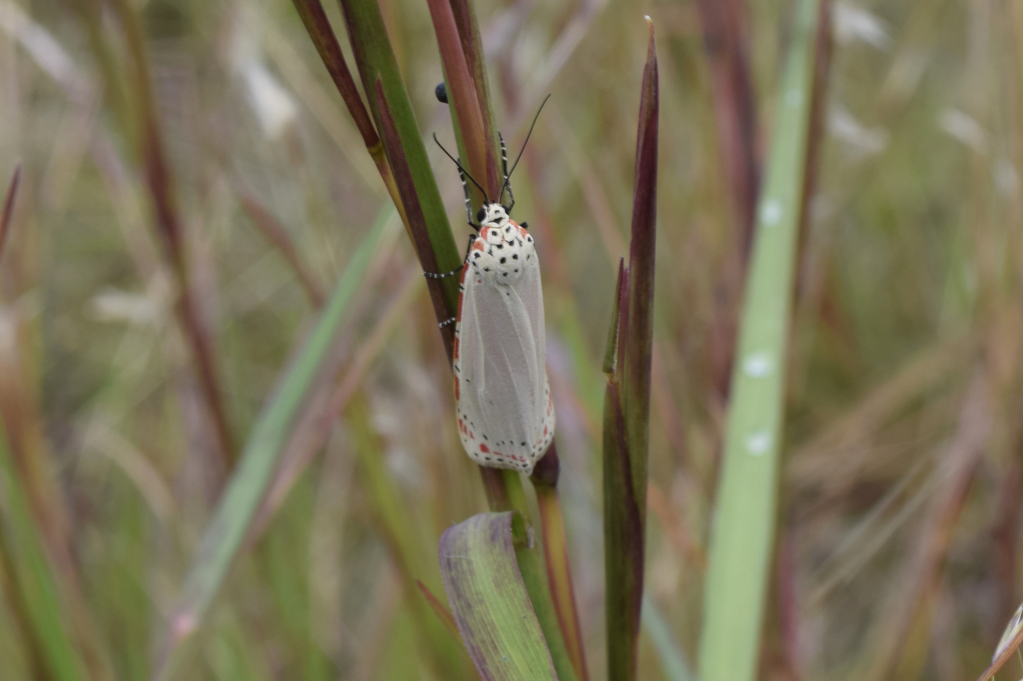 Utetheisa ornatrix image