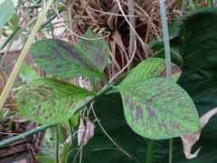 Euphorbia grantii