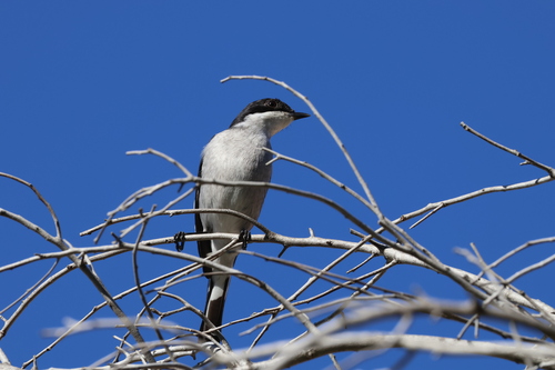 Fiscal Flycatcher