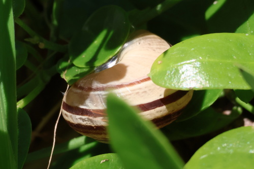 Chocolate-band Snail