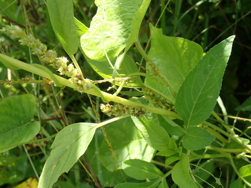 Amaranthus dubius observed 2026-07-07